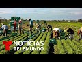 Inmigrantes del campo piden mejores condiciones migratorias | Noticias Telemundo