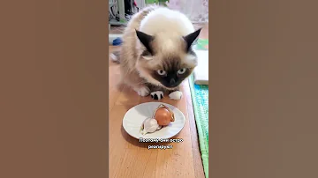 5 вещей, которые ненавидят кошки