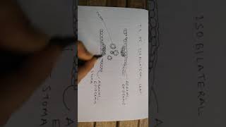 How To Draw Transverse Section of Monocot Leaf