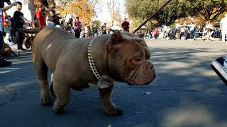 ||Winter Lowlympics|| 11/27/2021 Rancho Cordova, Dog & Car Show! Bullys,Frenchies,Eb's & More! #dog by kingtownfrenchies 172 views 2 years ago 11 minutes, 52 seconds