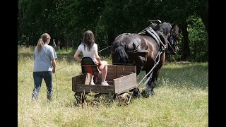 Belgian Draft Horses: for the first time in 6 years, Gloria pulls a cart