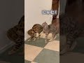 小学生並の声量で喧嘩する猫たち【音量注意】
