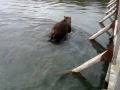 Камчатка.курильское озеро.огромный медведь.мост учёта нерки