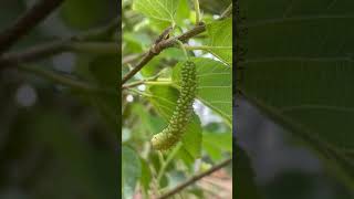 Sweetest King White Mulberry Fruit 👌