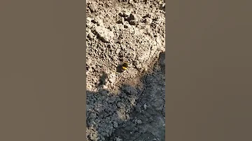 Шмель нашел необычное место для ночлега