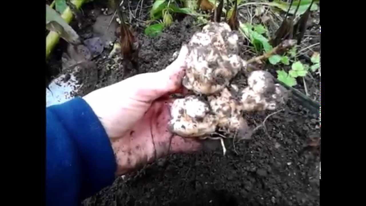 Topinambur Pflanze Standort USA Shop www.oceanproperty.co.th