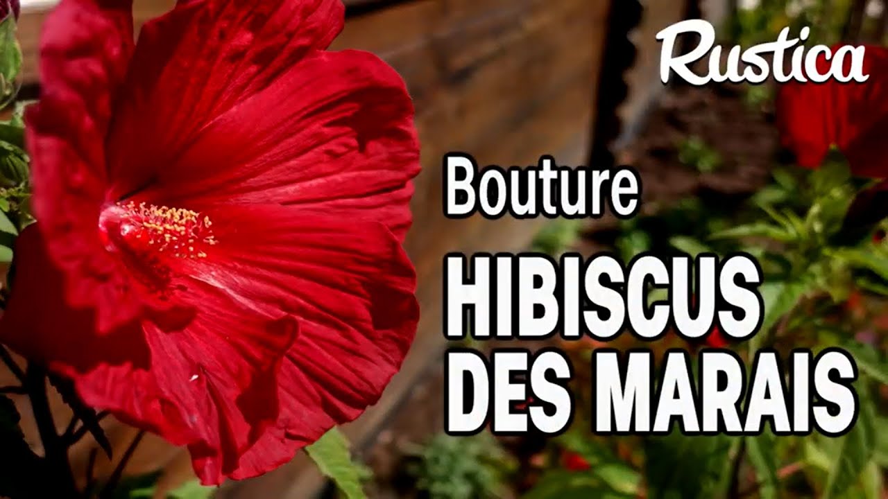 Bouturer Hibiscus Des Marais