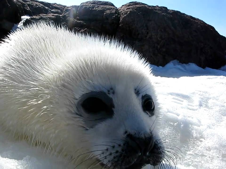 Focas Blanchon 03 10 1 Avi Youtube