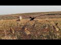 Amazing Bird Catching Adventure 2026 #MauntainChukarHunting