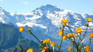 Spring in the Alps, Beautiful Relaxing Soothing Music, Peaceful  Music by Tim Janis screenshot 5