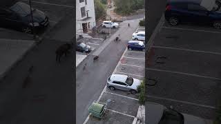 Wild Boars Roam the Streets Casually