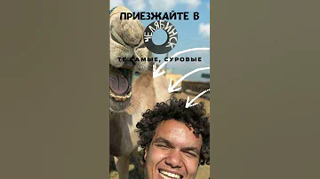 На гербе Челябинска изображен верблюд! Что?! #Shorts