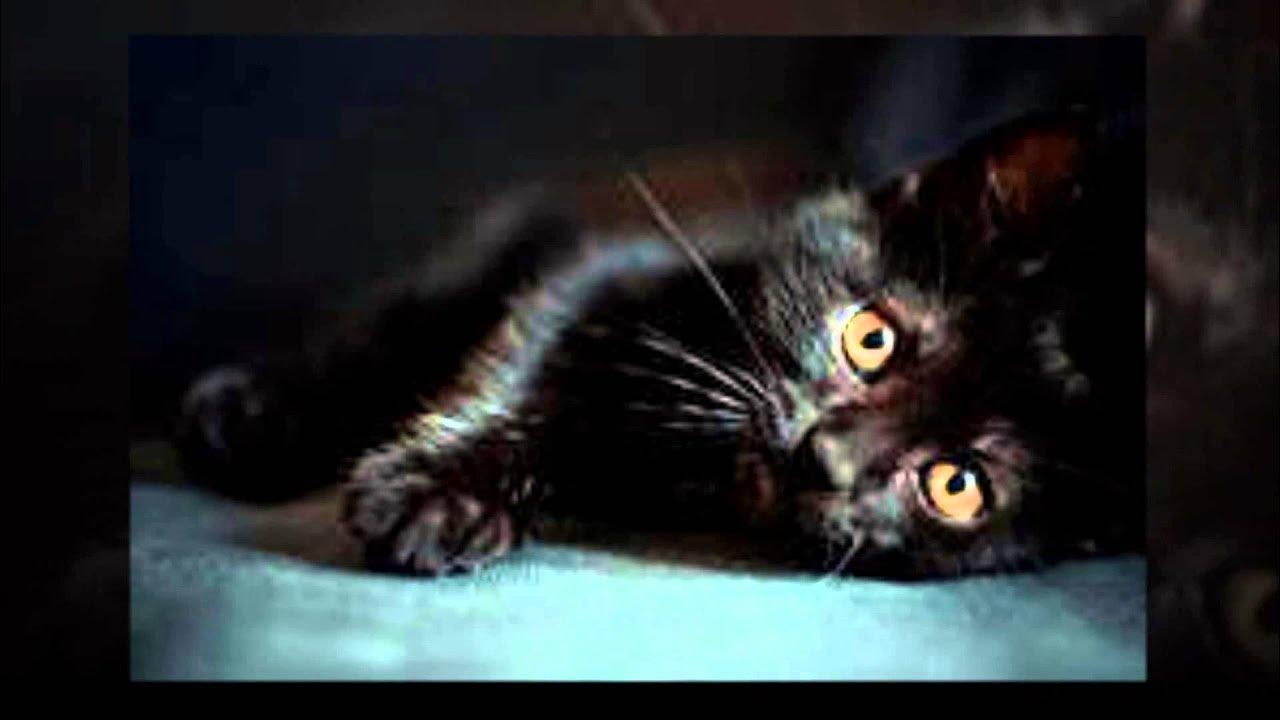 некрасивые черные коты. окуджава черный кот. черный кот на груди. соколова батик. окуджава черный кот.