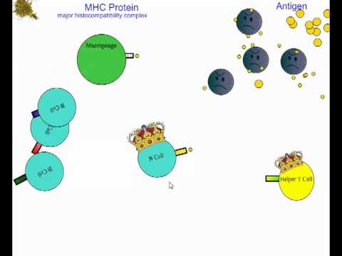 Antibody Production Illustration (IB Biology)