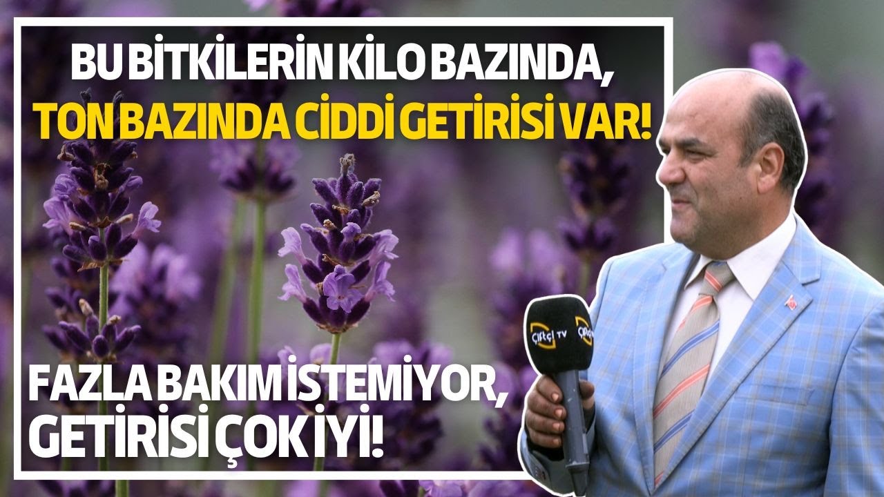 Fazla Bakım İstemiyor, Getirisi Çok İyi!/Bu Bitkilerin Kilo Bazında, Ton Bazında Ciddi Getirisi Var!