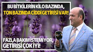 Fazla Bakım İstemiyor, Getirisi Çok İyibu Bitkilerin Kilo Bazında, Ton Bazında Ciddi Getirisi Var