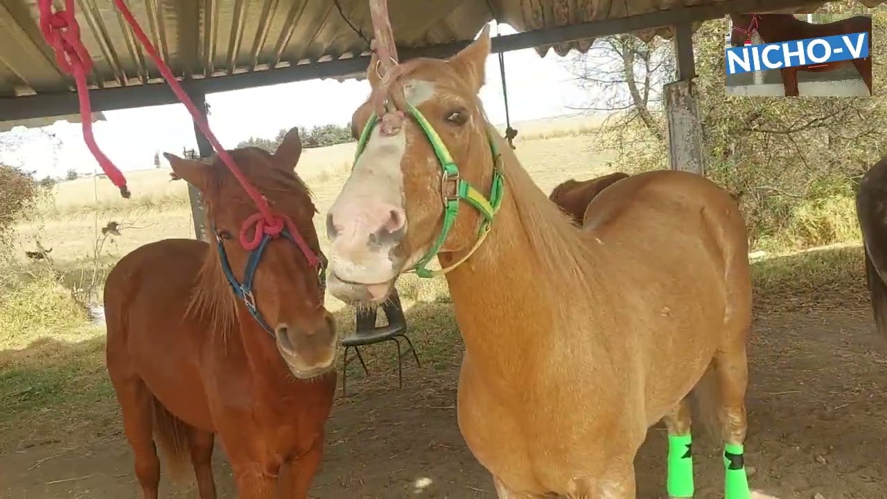 IMPRESIONANTES POTROS Y CABALLOS EN LA MEJOR PLAZA GANADERA.
