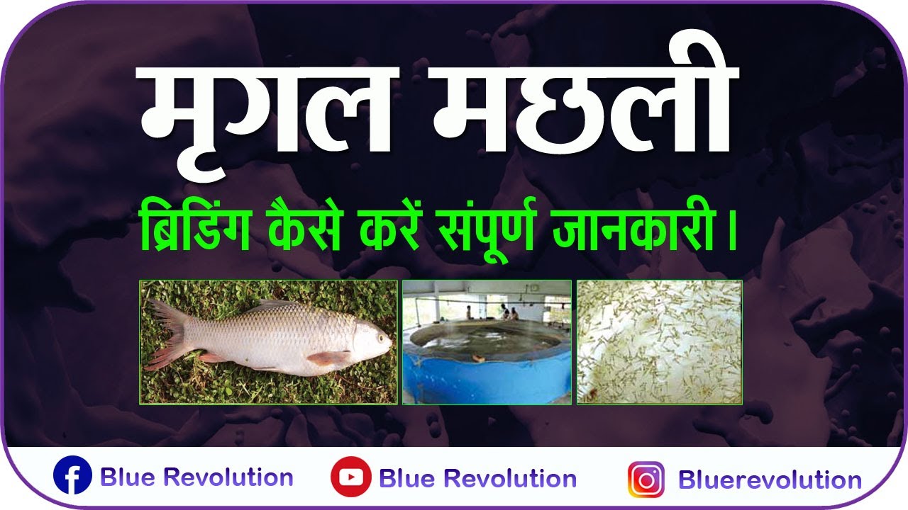 Mrigal - Breeding and Seed Production of finfish || Fisheries Science || ICAR-CIFA