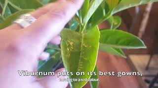 ¿Cómo cuidar un Viburnum lucidum?