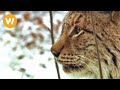 Spurensuche im Schnee - Luchs und Eichhörnchen