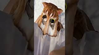 Cat Toy Handling Tips! Funny Game 🐾