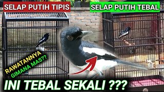 GAK ADA OBAT 🔥 SAYA BONGKAR HABIS HABISAN CARA MERAWAT KACER | BURUNG KACER