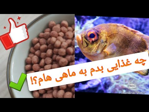 تصویری: غذای ماهی: نحوه تغذیه مناسب حیوان خانگی زیر آب خود را