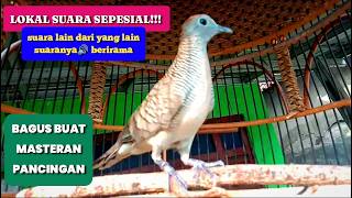 Download lagu LOKAL SUARA SEPESIAL NGELIK BABUS BUAT MASTERAN PANCINGAN AMPUH❗#perkututmanggung #perkututgacor