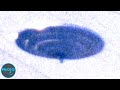 UFO Stories That The Government Claims To Be Unable To Explain