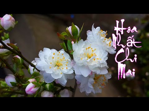 Video Hoa Nhất Chi Mai trắng - Loài hoa mang lại may mắn,... - youtube
