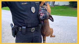 When God Sends You a Comedian Police Dog 😂 Funniest Dogs Video