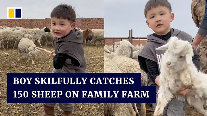 Chinese boy skilfully catches 150 sheep on family farm - DayDayNews