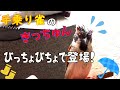 大雨の中やって来たスズメのきっちゅん【手乗り雀#8】