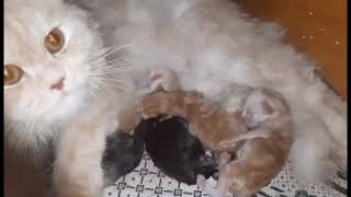 ولادة قطتي تونا كاملة / ولدت 5 قطط جميلة