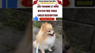 Dog Training at Home shorts youtubeshorts dogtraining puppytrainig pettraining