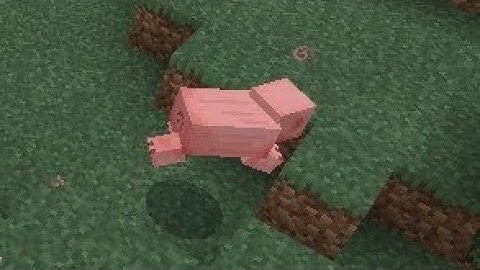 haha pig go brr