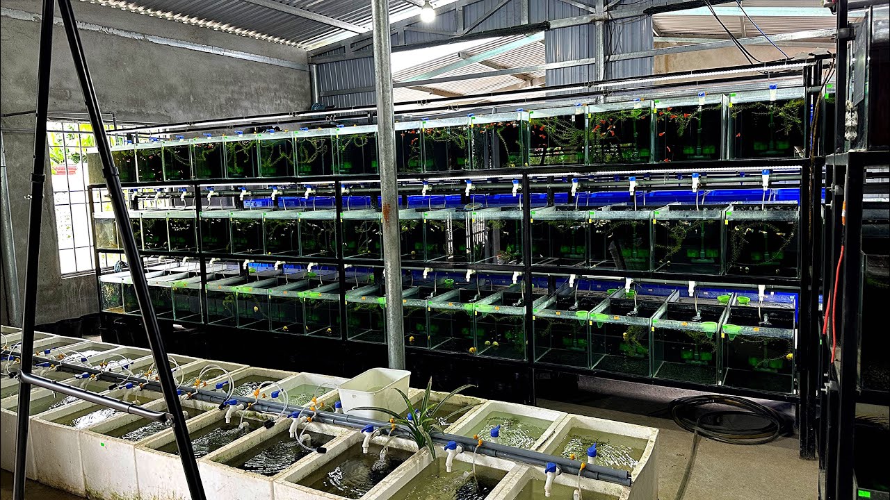 Chia Sẻ Kinh Nghiệm Nuôi Cá Bảy Màu Cho Anh Em Mới Tập Chơi | Nuôi Cá Không Khó Cùng Đạt Guppy