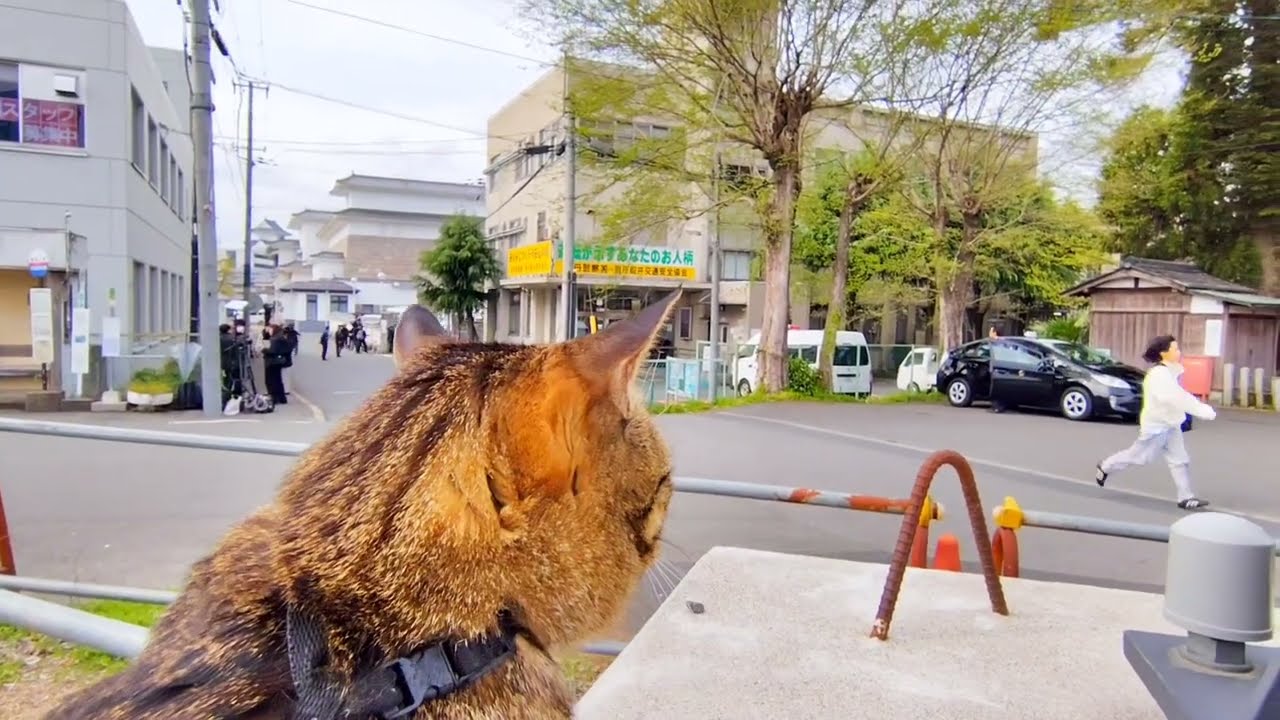 〈京都小6男子〉父親を逮捕!京都・南丹警察署前より 肩乗り猫リクちゃん 2026年4月17日