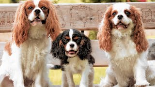 Charming Companions💥The Alluring Qualities of Cavalier King Charles Spaniels💚 by Pets Avenues 81 views 11 months ago 2 minutes, 48 seconds