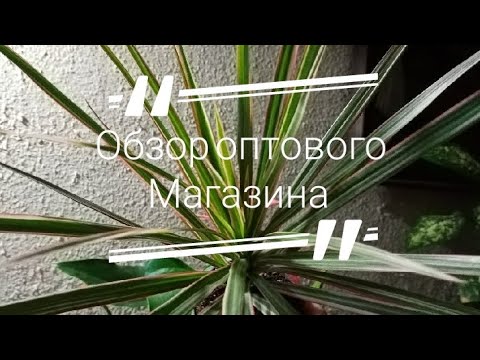 Поход на оптовую базу- Покупка уценки- #комнатныерастения #уценка #реанимашки #обзор