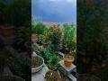 #trending #viralshort #nature #song