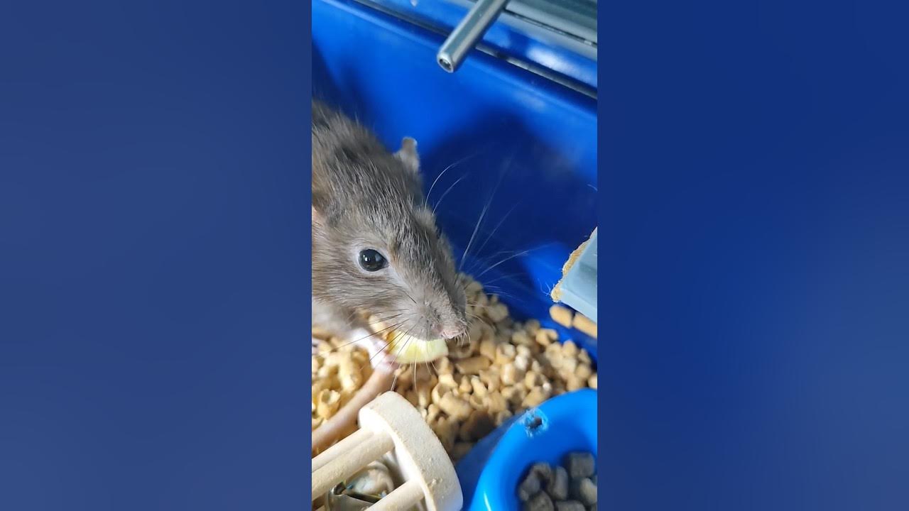 Rats Eat Apple rats animals ratstory asmranimal YouTube rats-eat-apple-rats-animals-ratstory-asmranimal-youtube