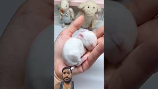 She Saved a Tiny Baby No One Noticed #birds #shortfeed #animals #facts