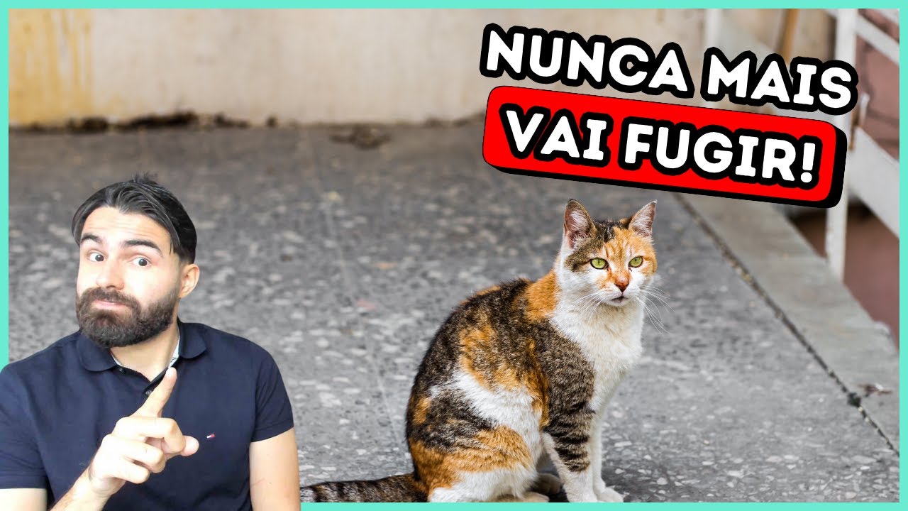 ISSO Vai Fazer Seu Gato NÃO Querer FUGIR De Casa!