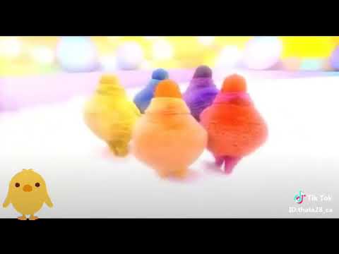 Tik Tok Ayam 