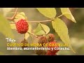 Cultivo de Mora de Castilla: Siembra, Mantenimiento y Cosecha - TvAgro por Juan Gonzalo Angel