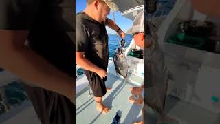 Caranx 7kg. #shortsyoutube #shortvideo#fishing #fish#marlinfishigclub. screenshot 4