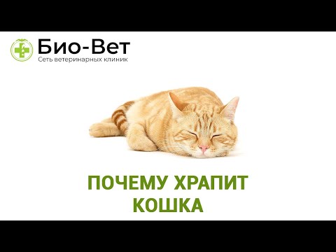 Почему Храпит Кошка & Что Делать Если Кошка Храпит. Ветклиника Био-Вет