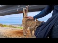 猫島の海沿いの道で猛烈に甘えてくる猫に出会った