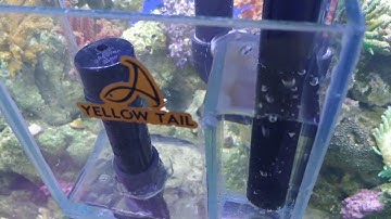 Simple Overflow Box for Aquarium Invented by Yellow Tail Low Budget Fix in Any Fish Tank